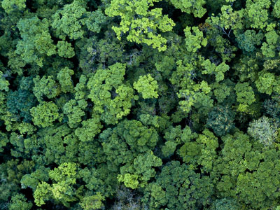 An aerial shot of a forest