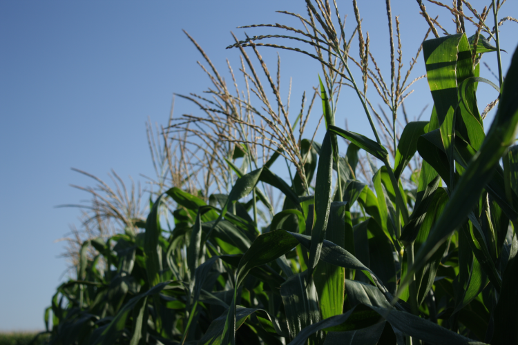 A row of planted corn stalks with a blue sky in the background